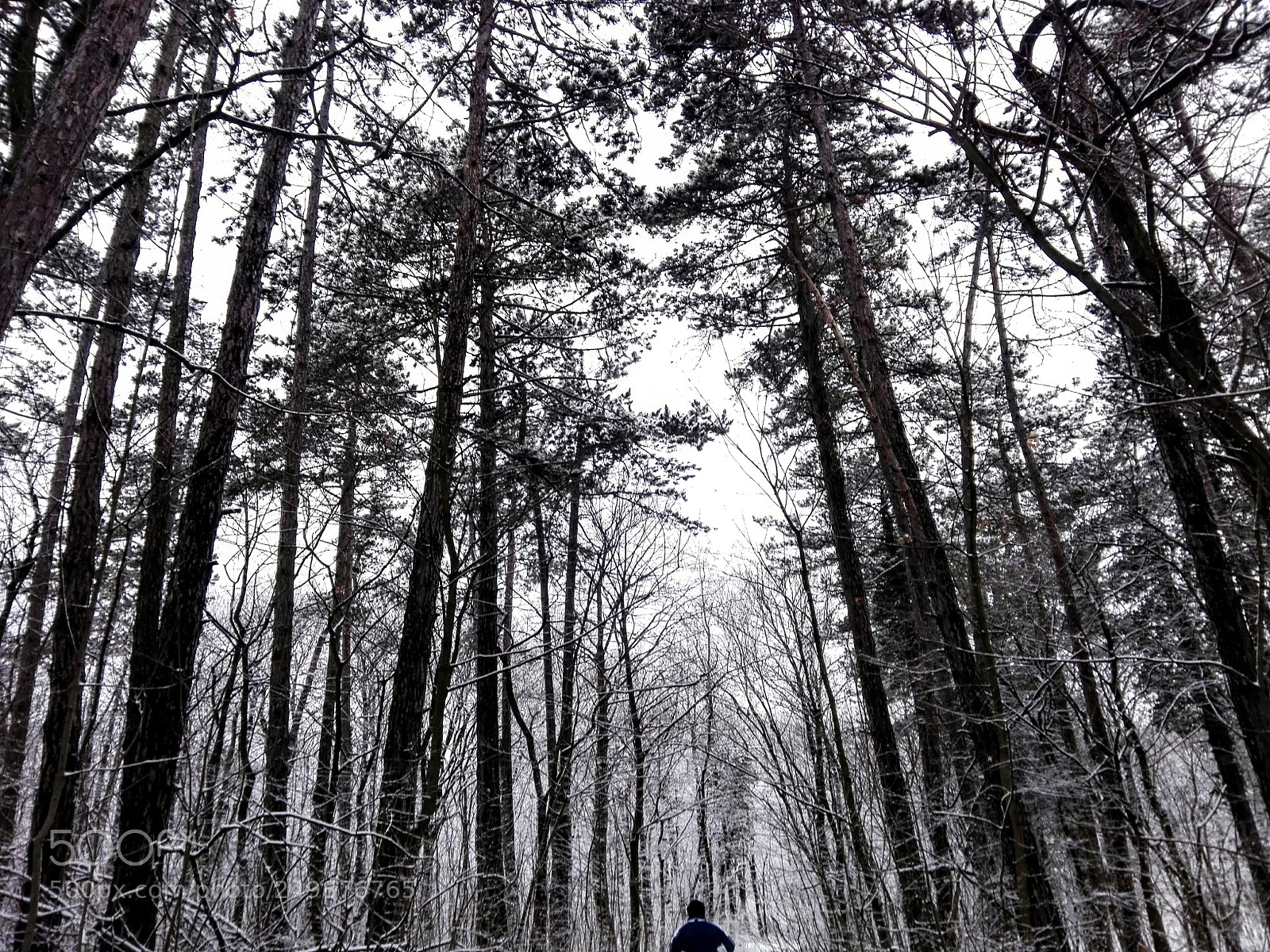 HUAWEI P8 Lite sample photo. Frozen photography
