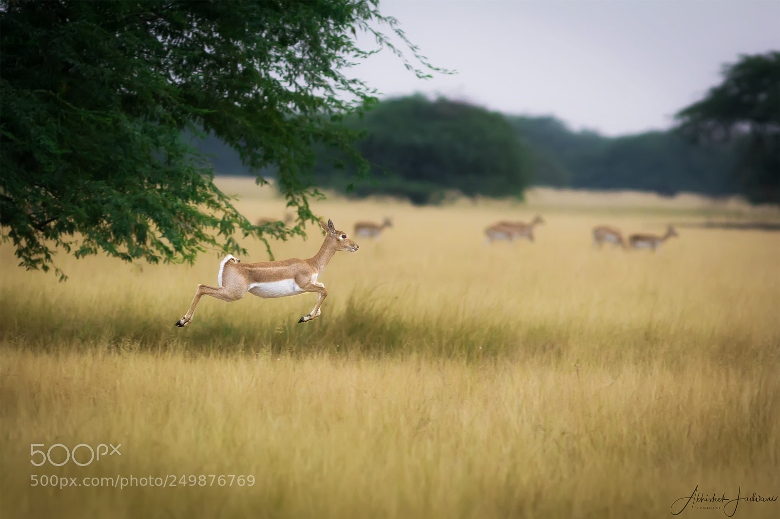 Canon EOS 60D sample photo. The flying buck photography