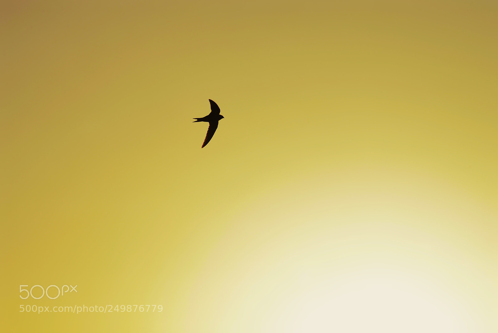 Nikon D610 sample photo. Spring photography