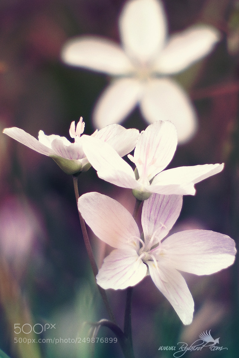 Fujifilm FinePix S1 sample photo. March wildflowers photography