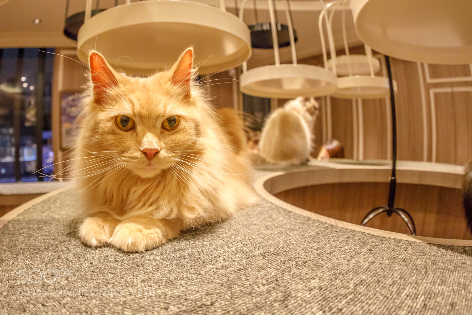 Canon EOS 5D Mark IV sample photo. Cat cafe mocha photography