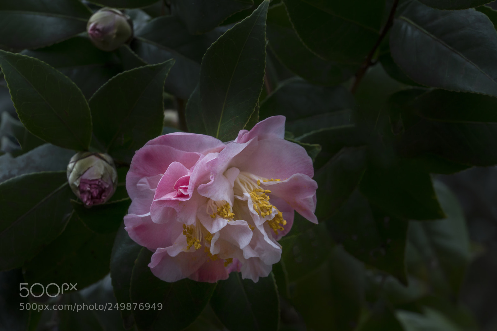 Sony a7R III sample photo. Camelia blossom photography