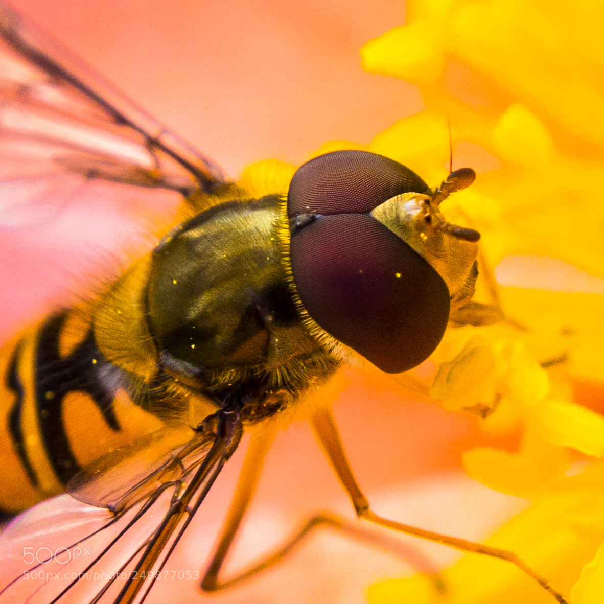 Olympus OM-D E-M5 sample photo. Hoverfly portrait photography