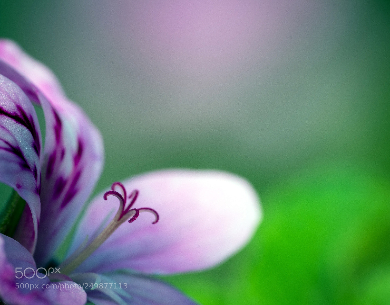 Sony a7R II sample photo. Pelargonie - pelargonium photography
