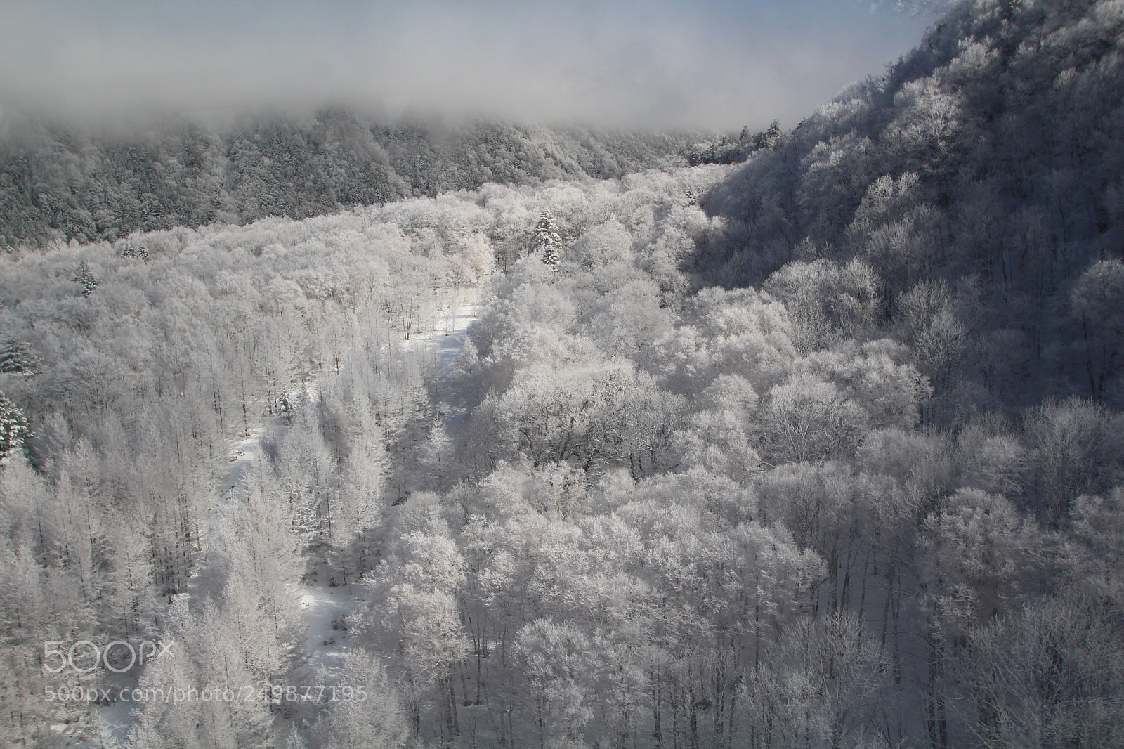 Canon EOS 100D (EOS Rebel SL1 / EOS Kiss X7) sample photo. Frost-covered trees photography