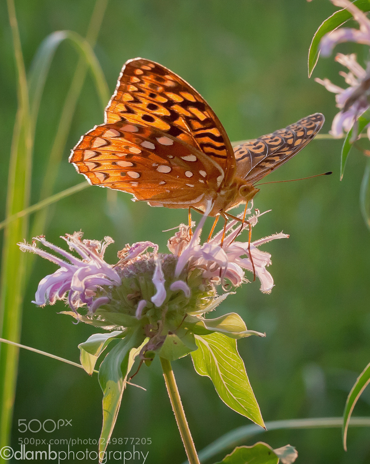 Canon EOS 40D sample photo. Great-spangled fritillary butterfly photography