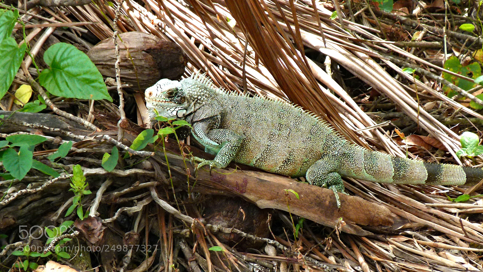 Panasonic Lumix DMC-FZ100 sample photo. Nature  animals photography