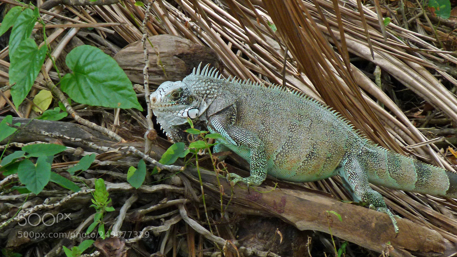 Panasonic Lumix DMC-FZ100 sample photo. Nature  animals photography