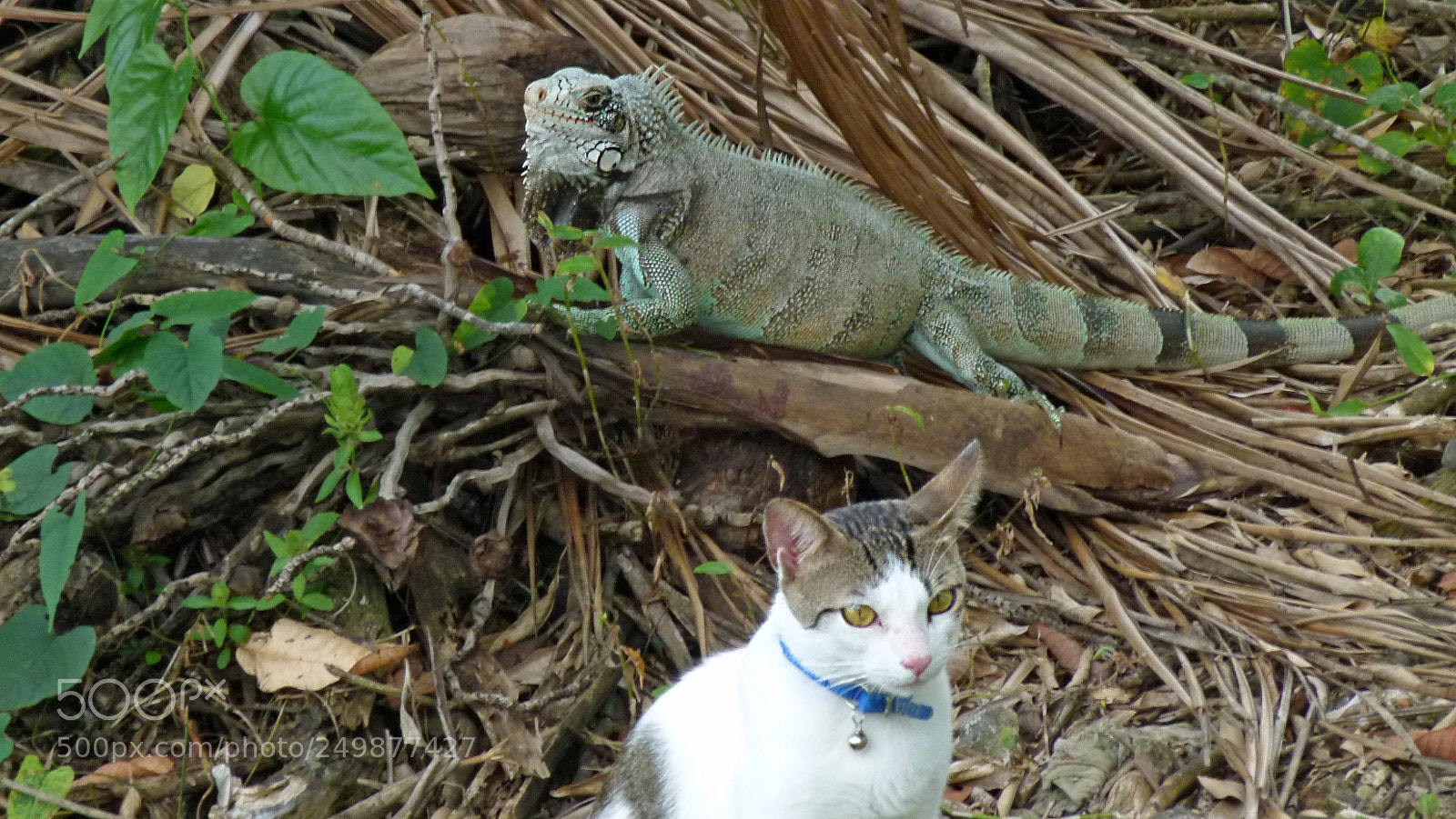 Panasonic Lumix DMC-FZ100 sample photo. Nature  animals photography
