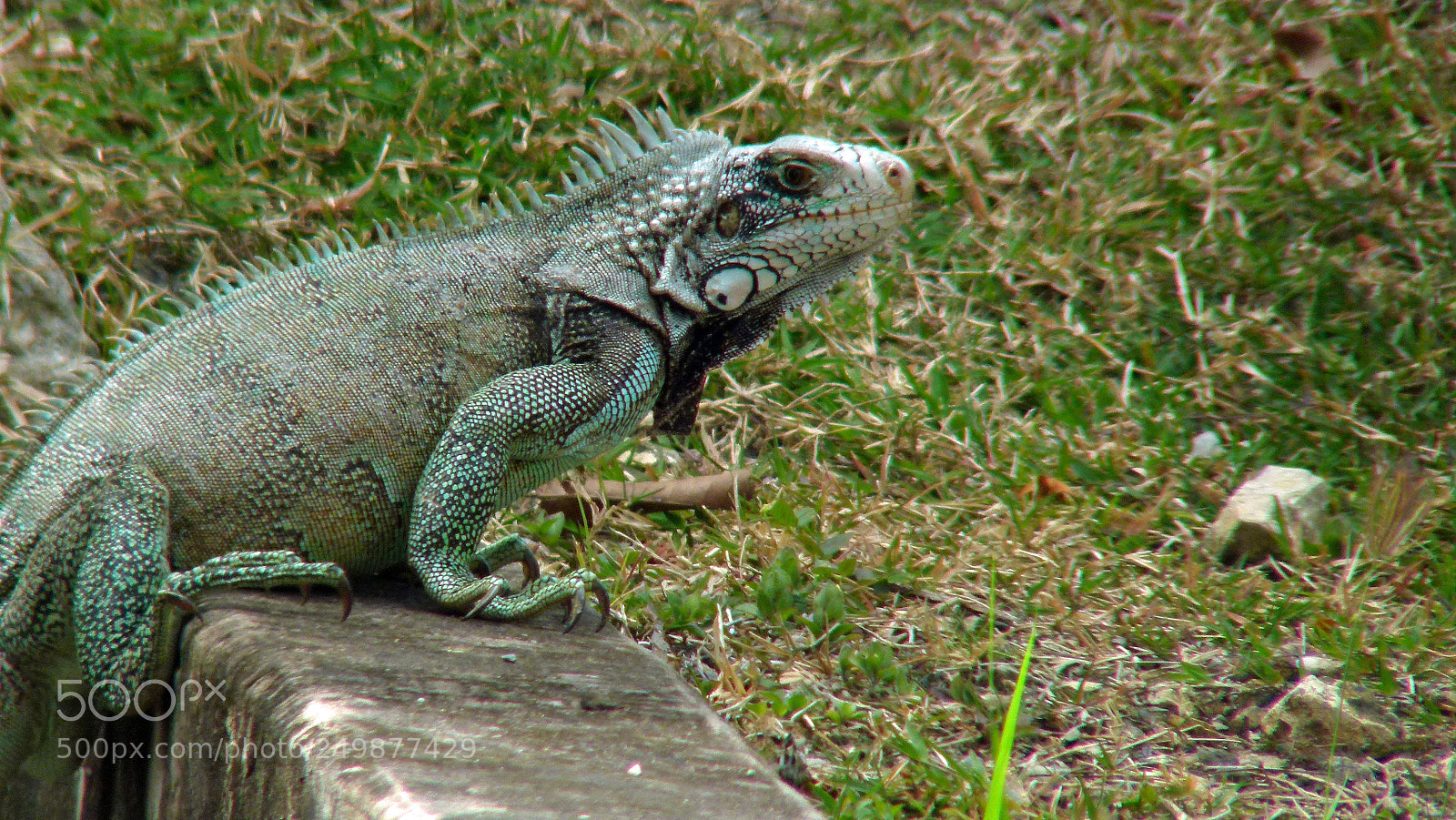 Panasonic Lumix DMC-FZ100 sample photo. Nature  animals photography