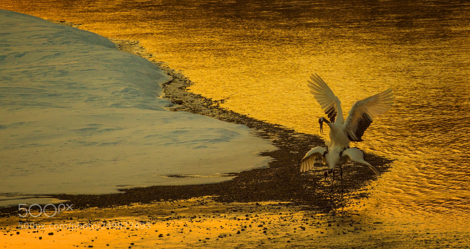 Nikon D4S sample photo. 喜悦 photography