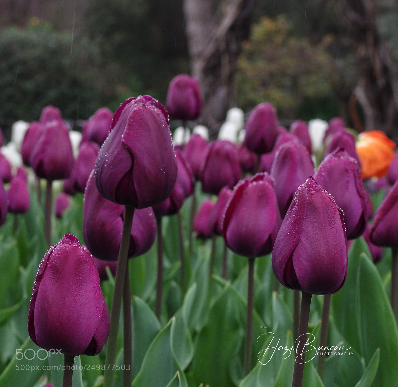 Pentax K-3 II sample photo. Tulips in bloom photography