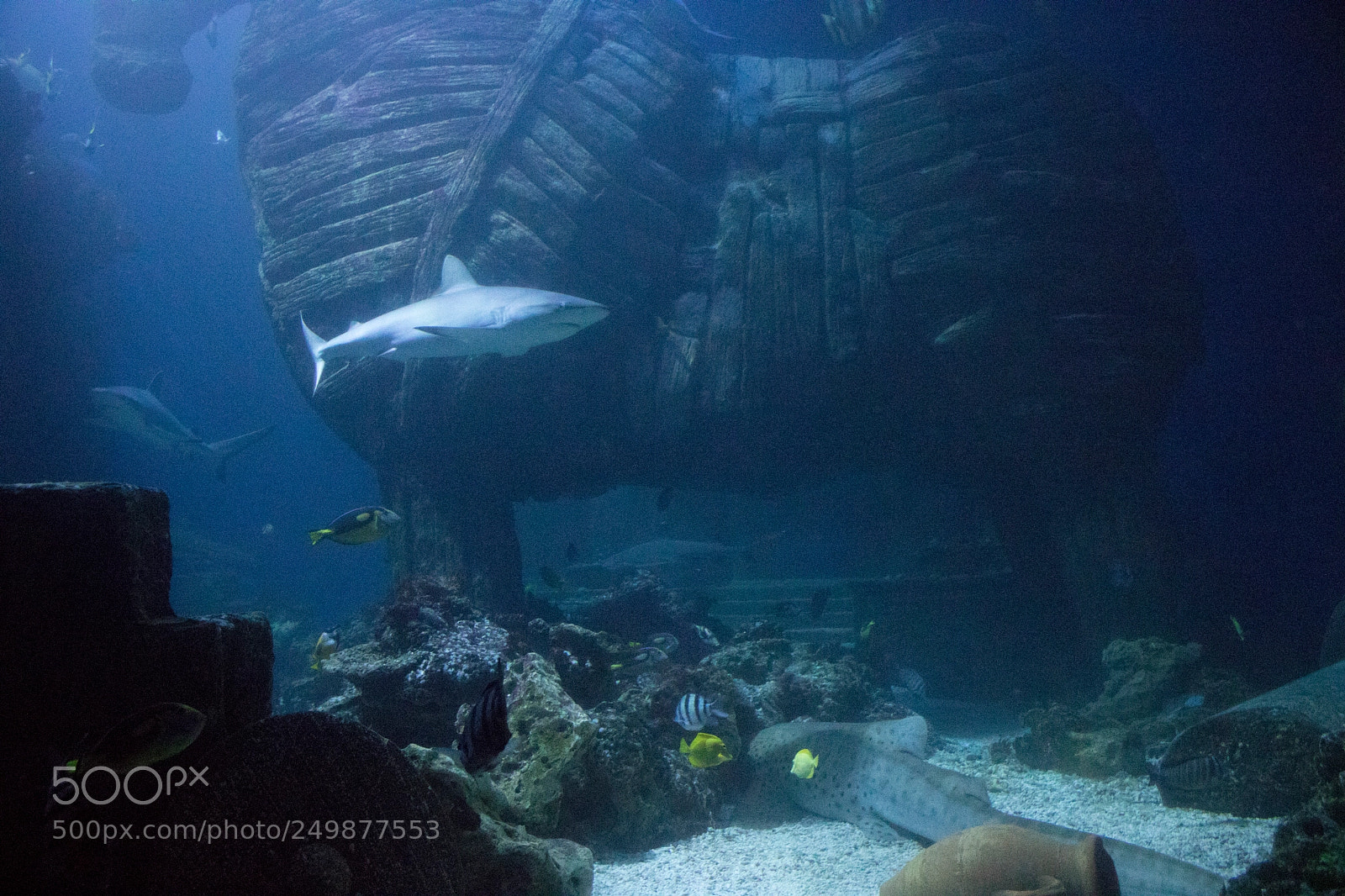 Canon EOS 760D (EOS Rebel T6s / EOS 8000D) sample photo. Shark in front of photography