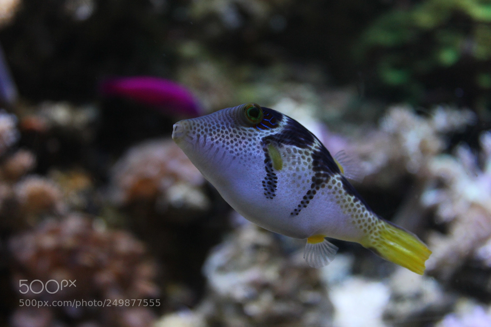 Canon EF-S 18-55mm F3.5-5.6 IS sample photo. Seawater fish photography