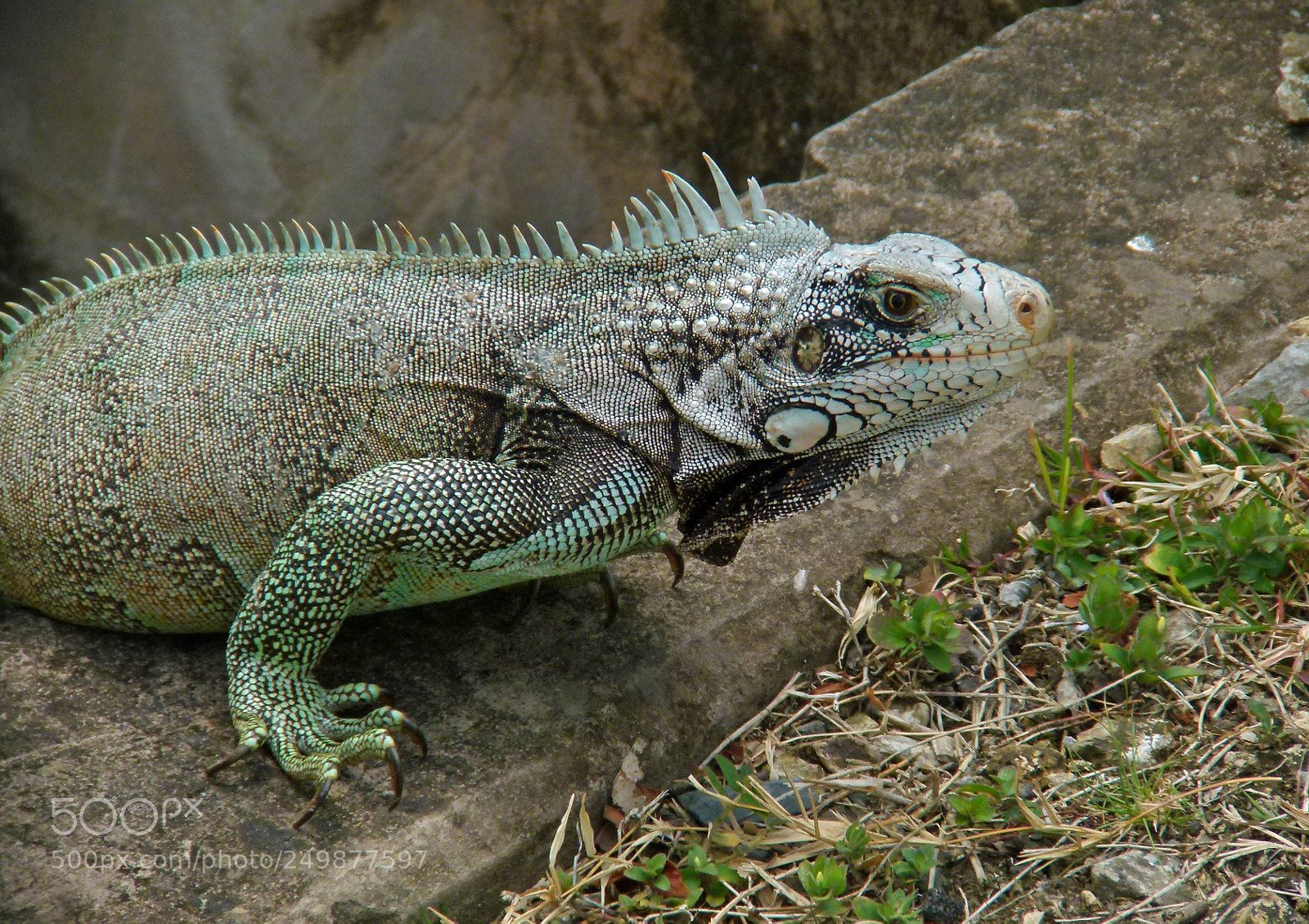 Panasonic Lumix DMC-FZ100 sample photo. Nature  animals photography