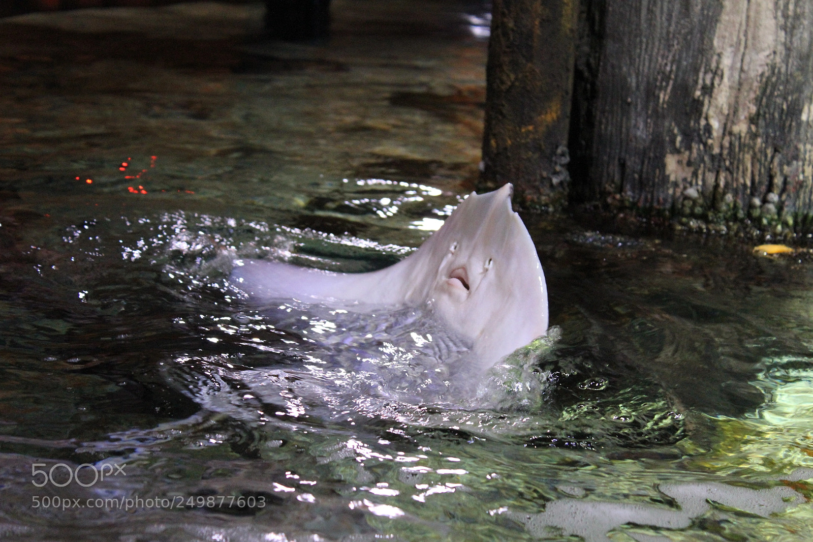 Canon EF-S 18-55mm F3.5-5.6 IS sample photo. Ray (rochen) photography