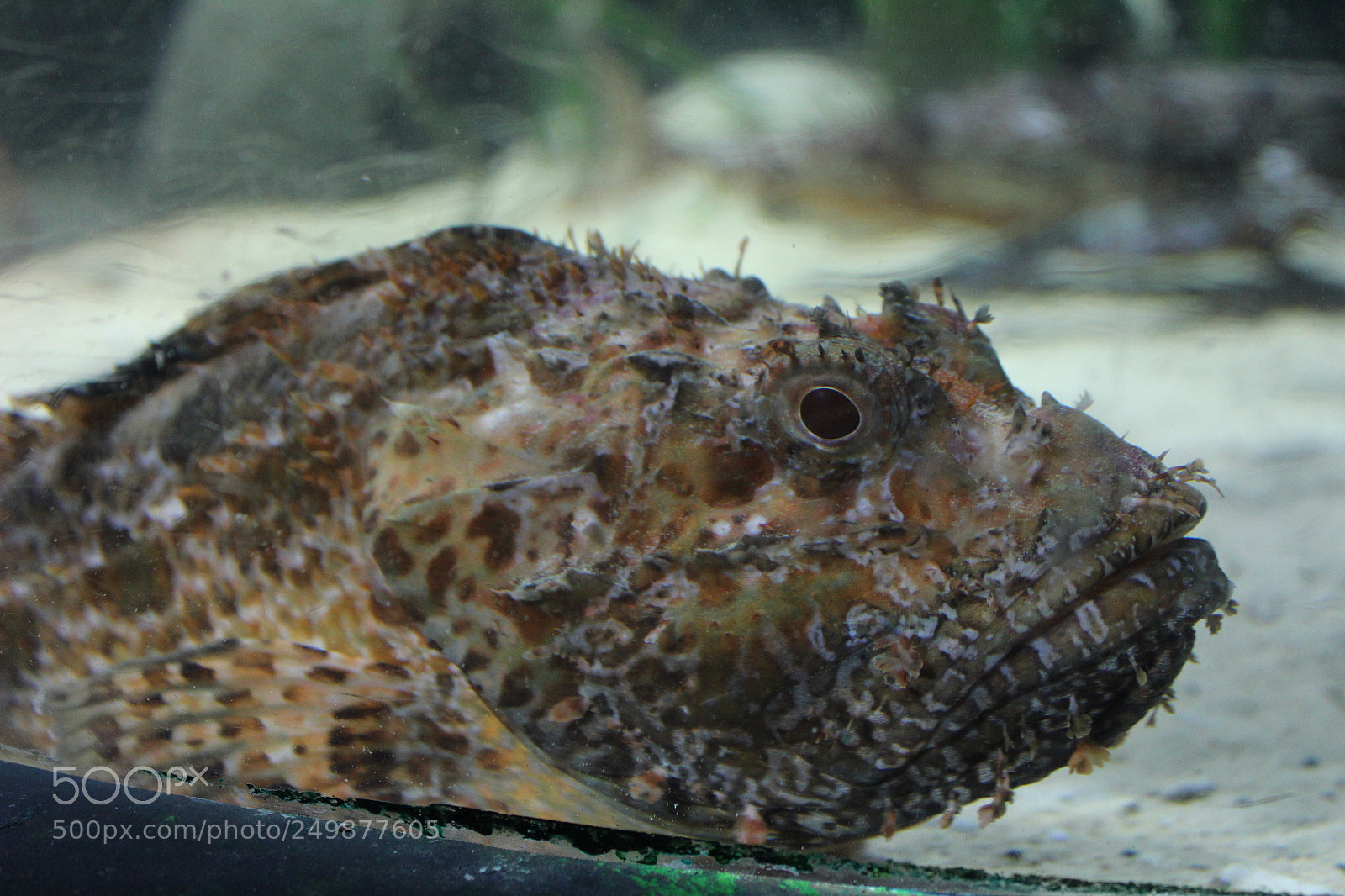 Canon EF-S 18-55mm F3.5-5.6 IS sample photo. Friendly fish photography