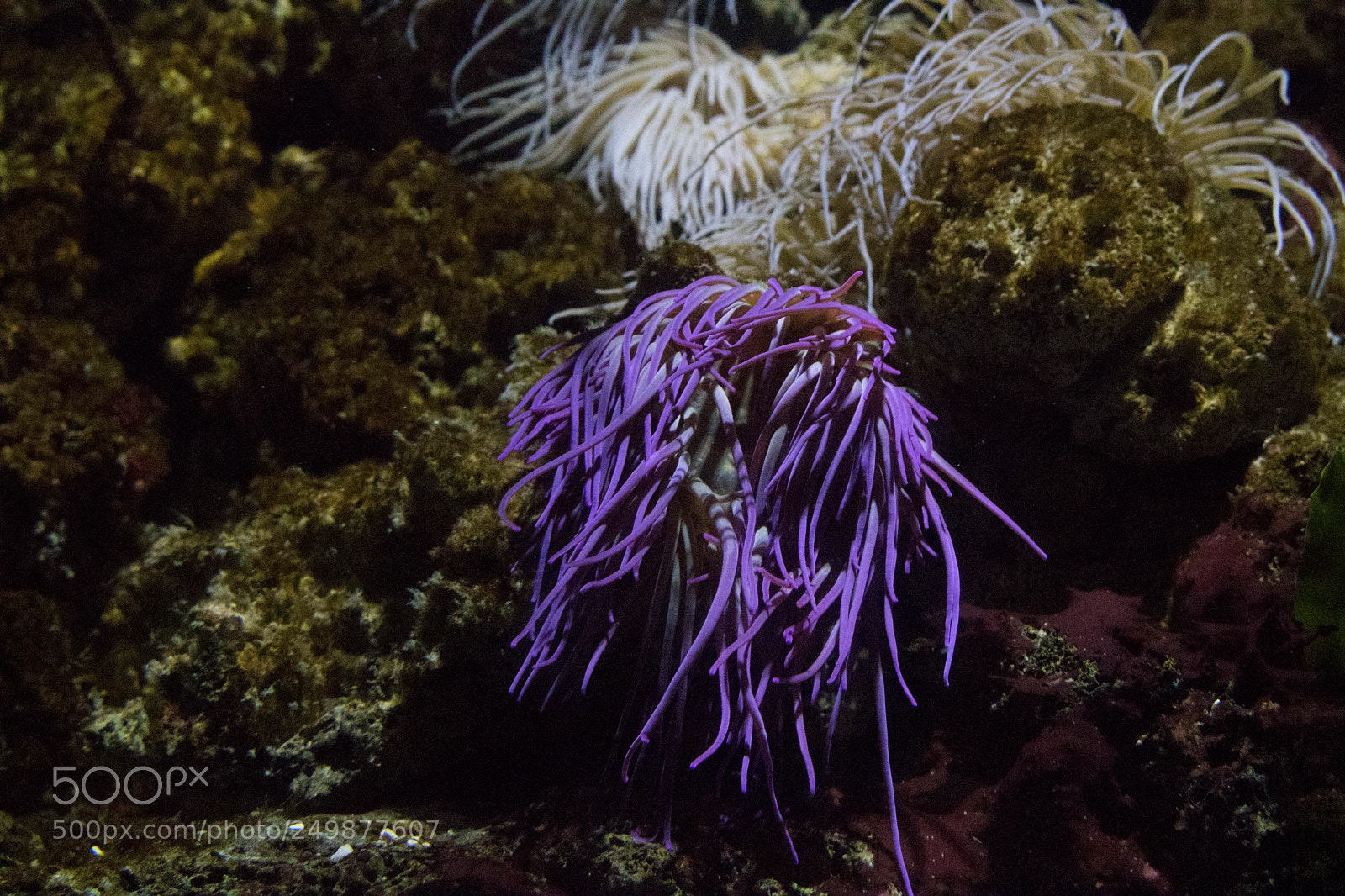 Canon EOS 760D (EOS Rebel T6s / EOS 8000D) sample photo. Coral photography