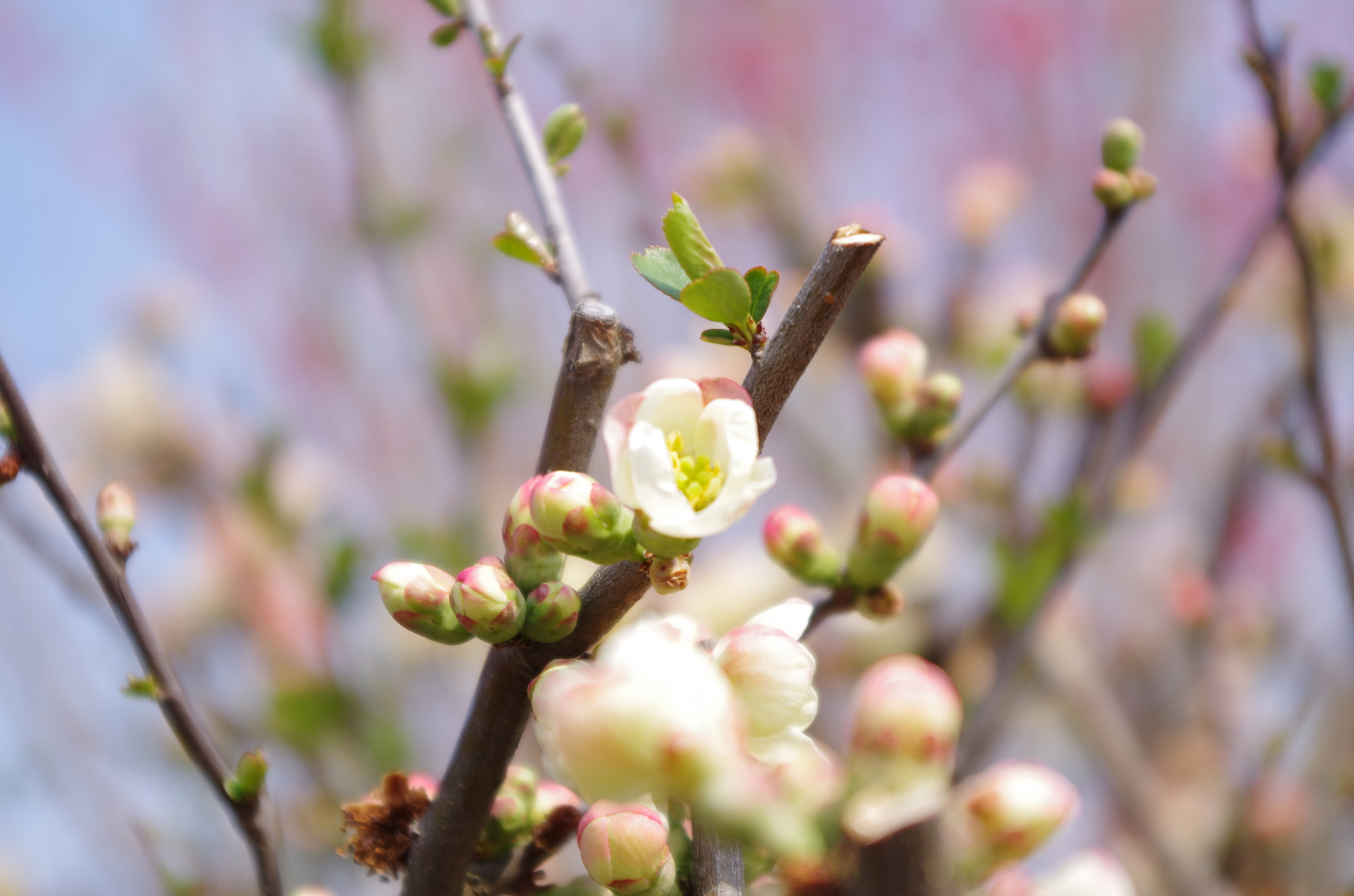 smc PENTAX-DA L 18-55mm F3.5-5.6 sample photo. Spring has come. photography