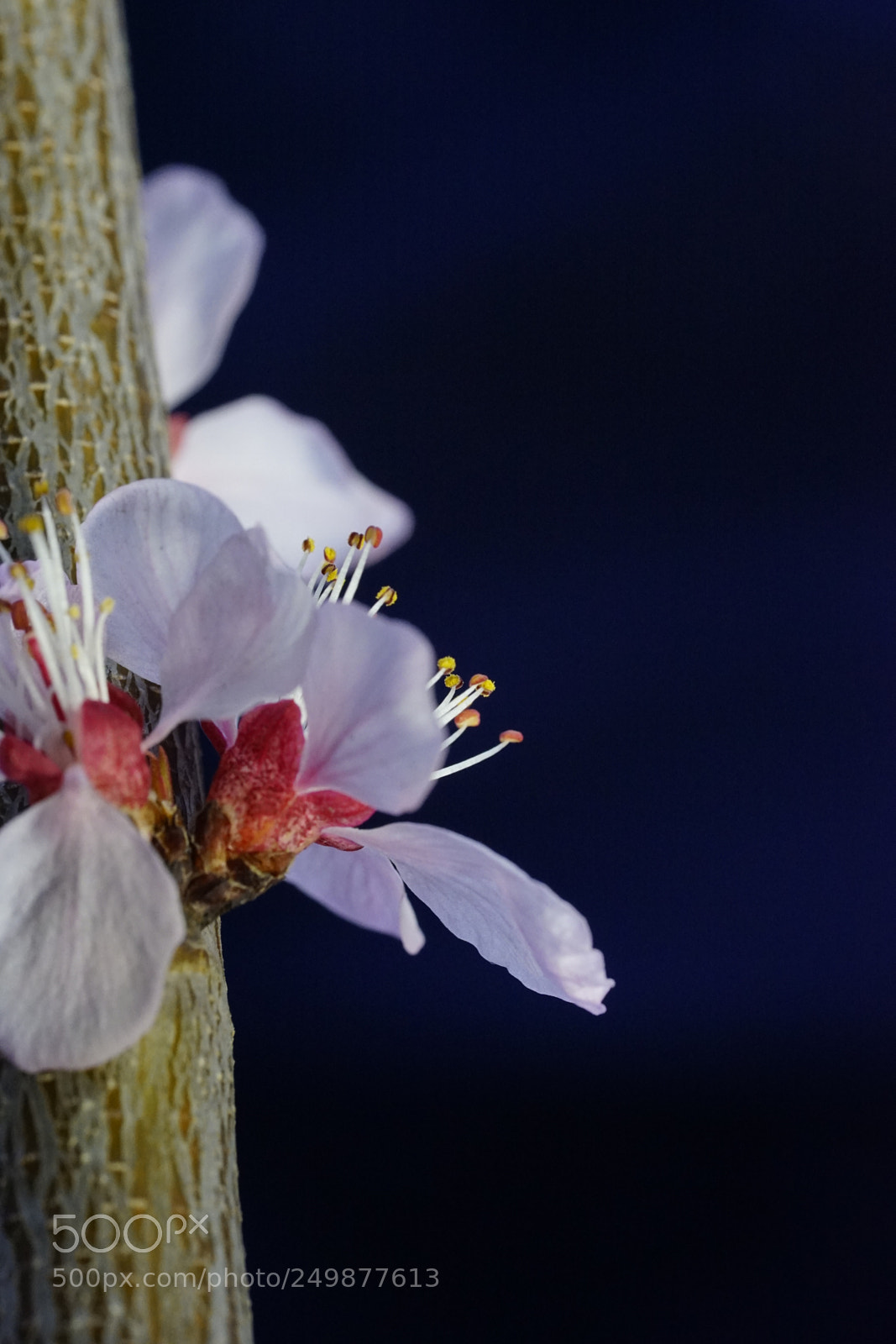 Sony a7 II sample photo. 生机 photography