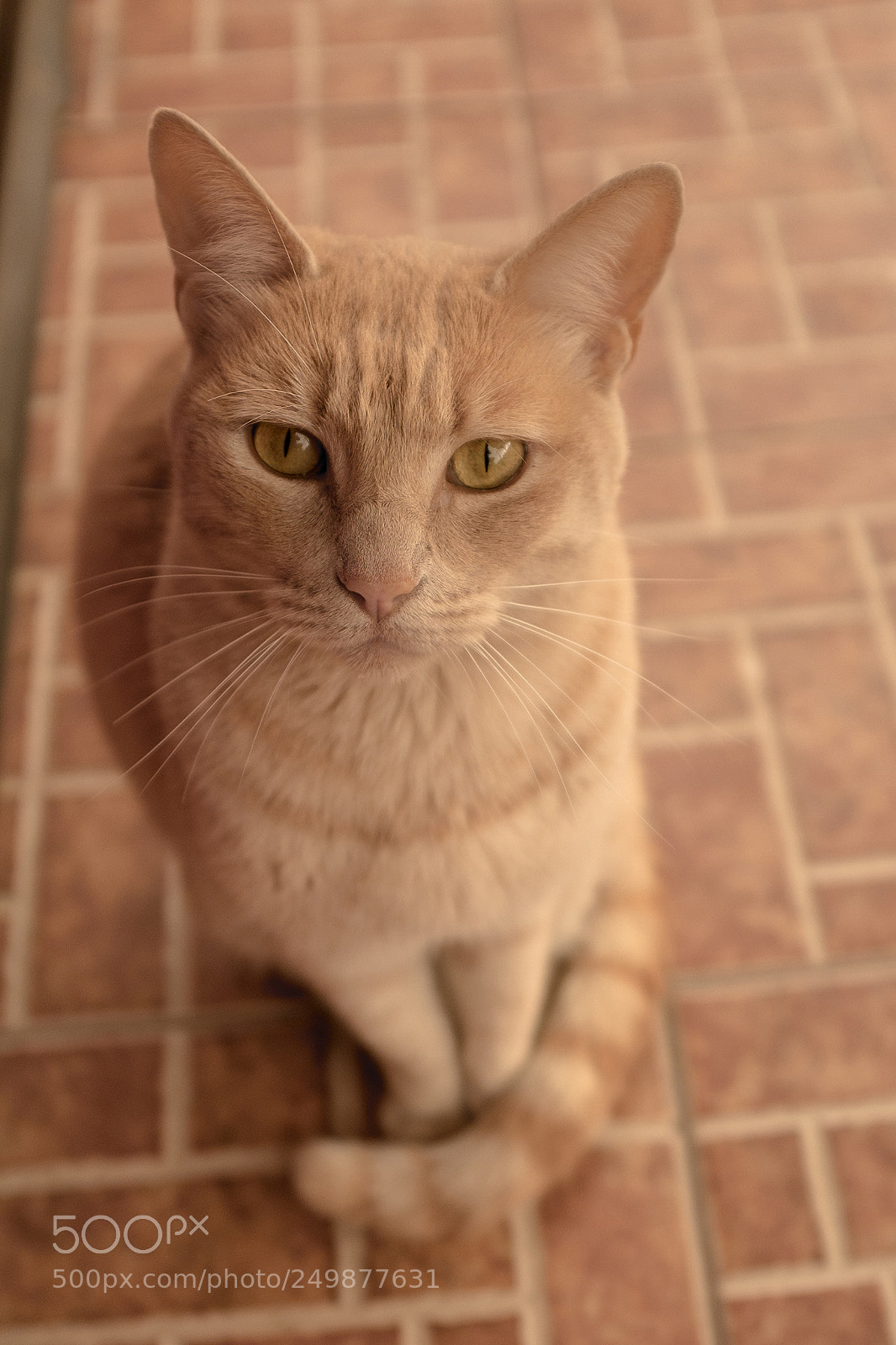 Fujifilm X100S sample photo. Tigrillo photography