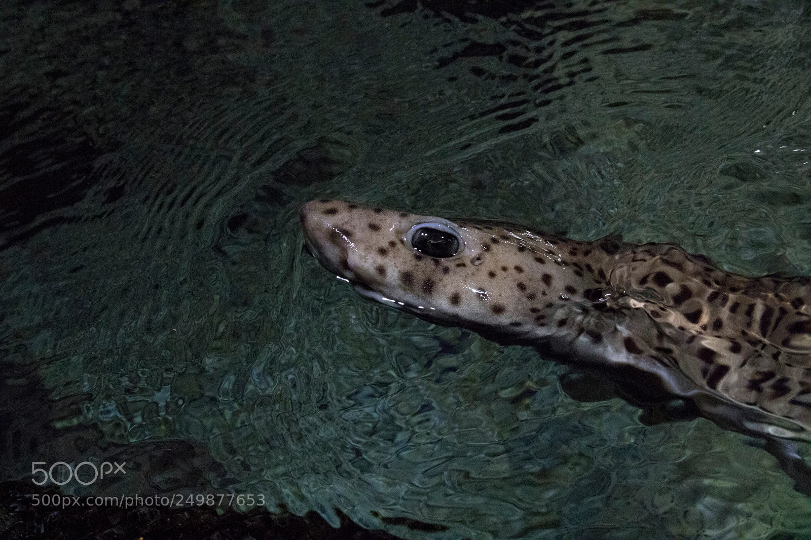 Canon EOS 760D (EOS Rebel T6s / EOS 8000D) sample photo. Shark (hai) photography
