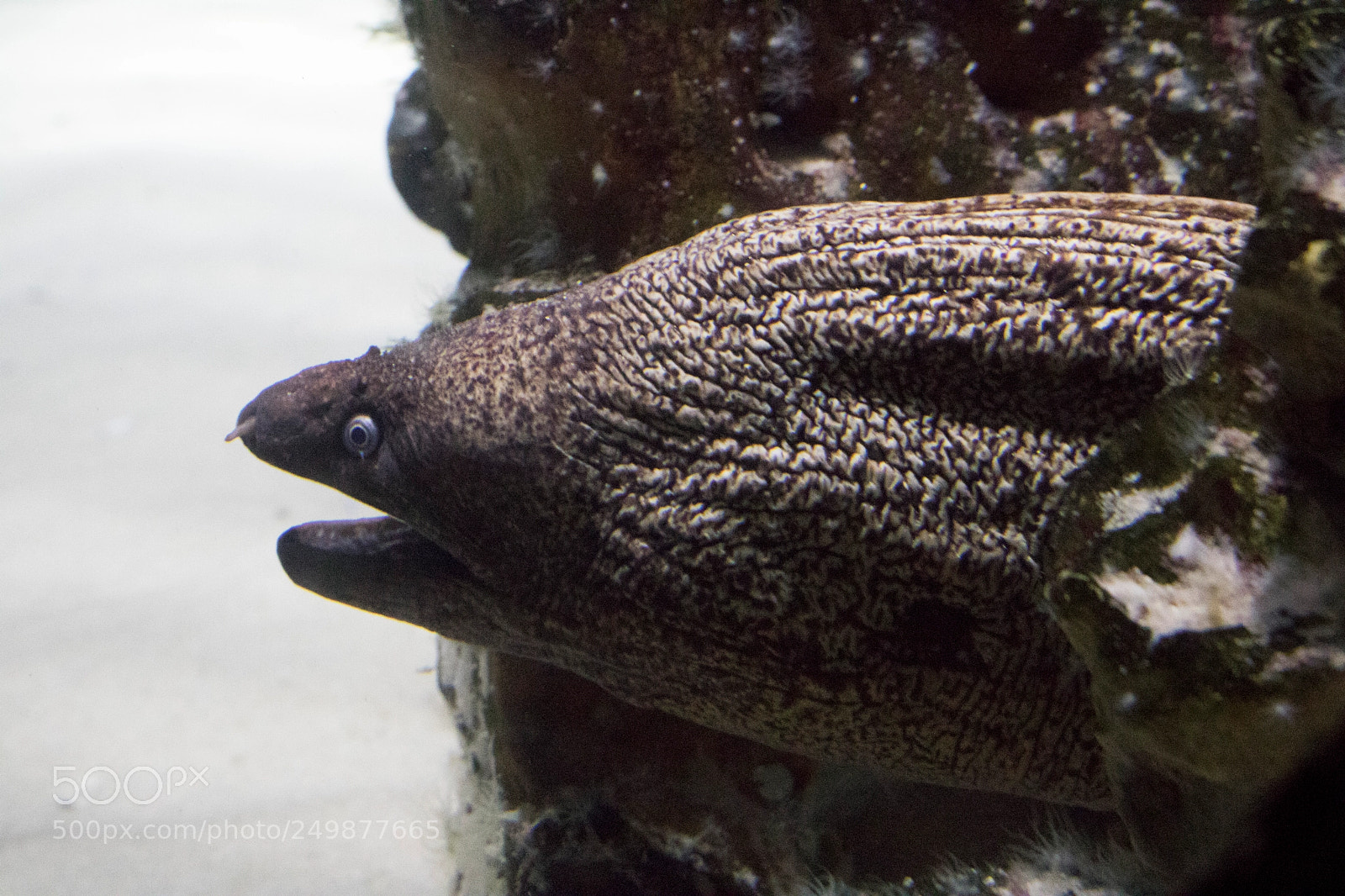 Canon EOS 760D (EOS Rebel T6s / EOS 8000D) sample photo. Moray eel (muräne) photography