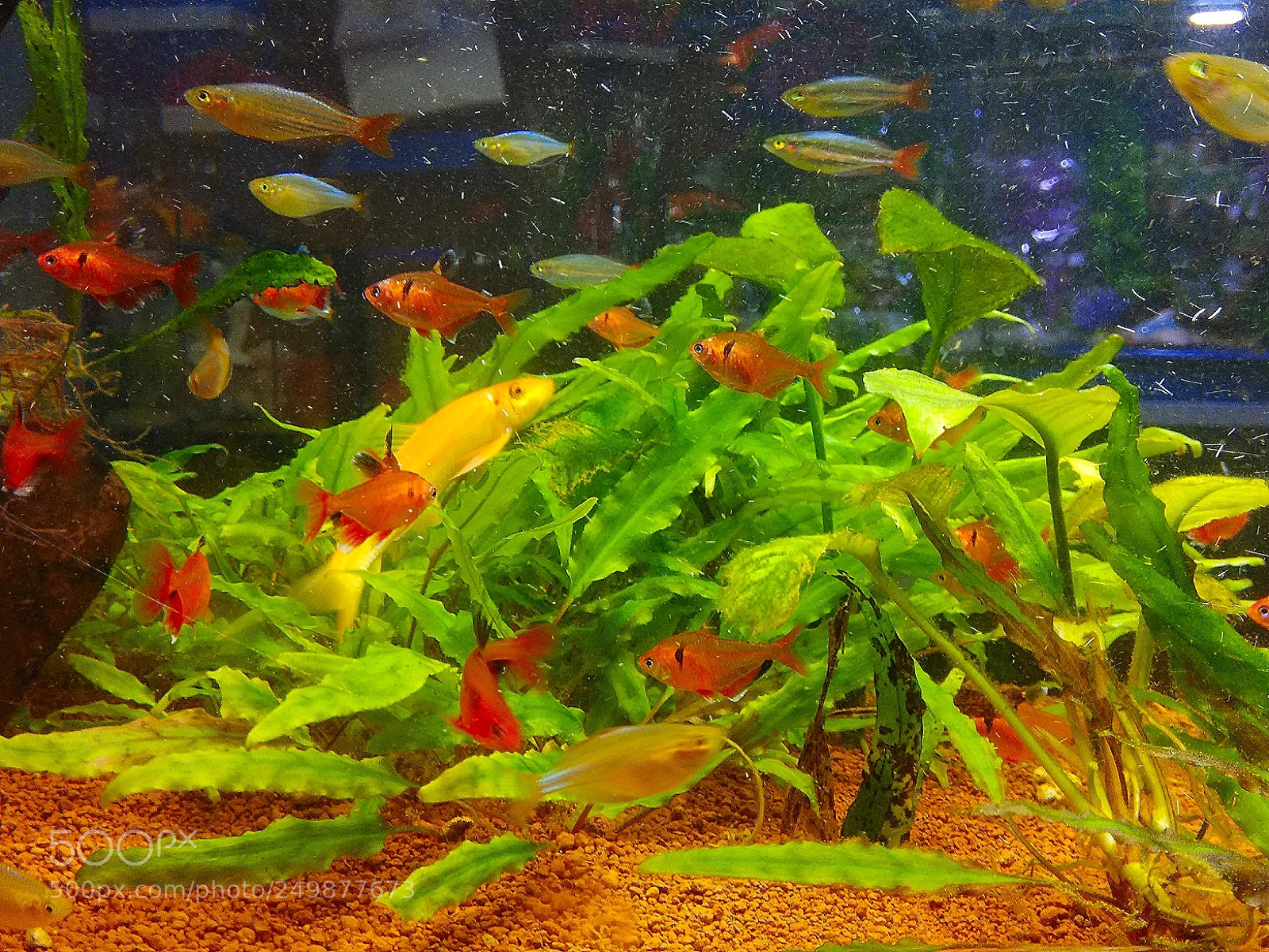 Xiaomi Redmi Note 4 sample photo. Aquarium.. photography