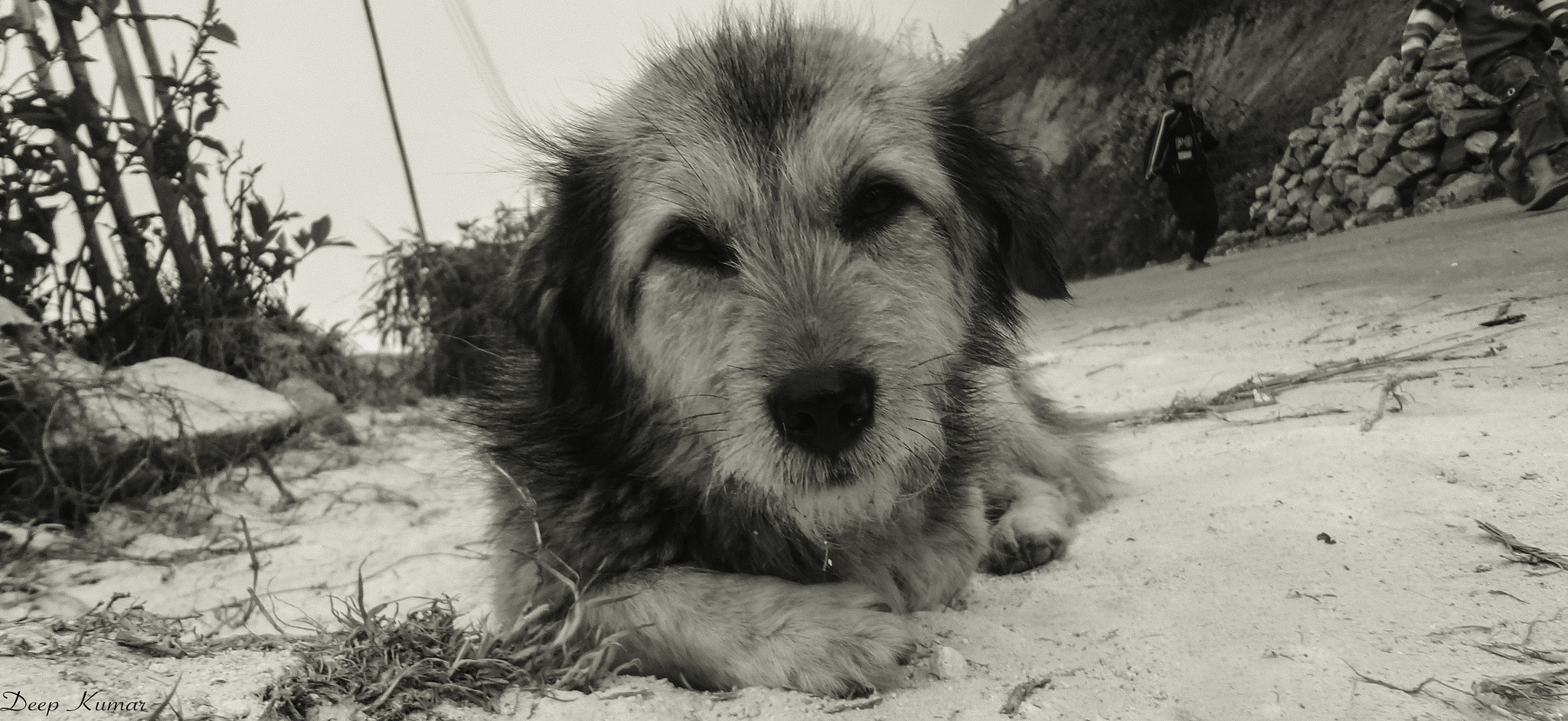 Sony DSC-WX7 sample photo. Curious canine photography