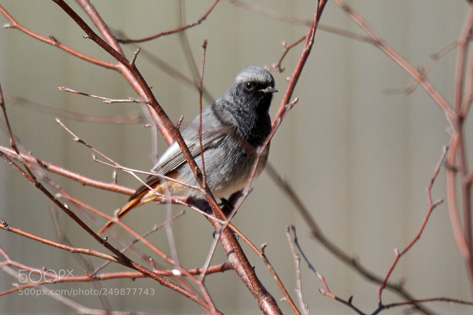 Nikon D7200 sample photo. Hausrotschwanz photography