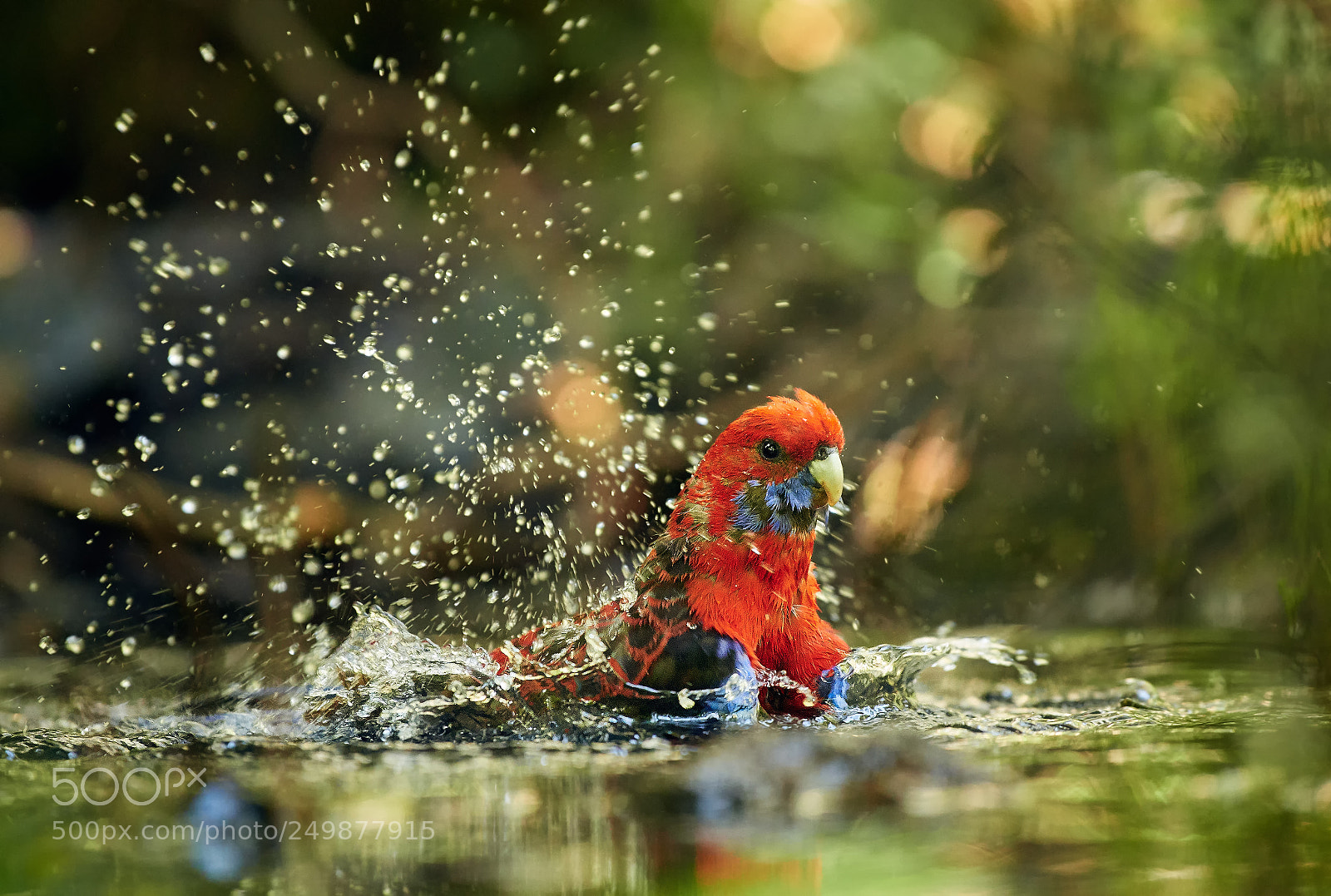 Nikon D500 sample photo. Secret of rosellas' beauty photography
