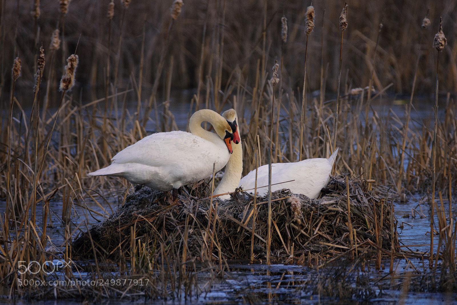 Nikon D7200 sample photo. Showing-off love photography