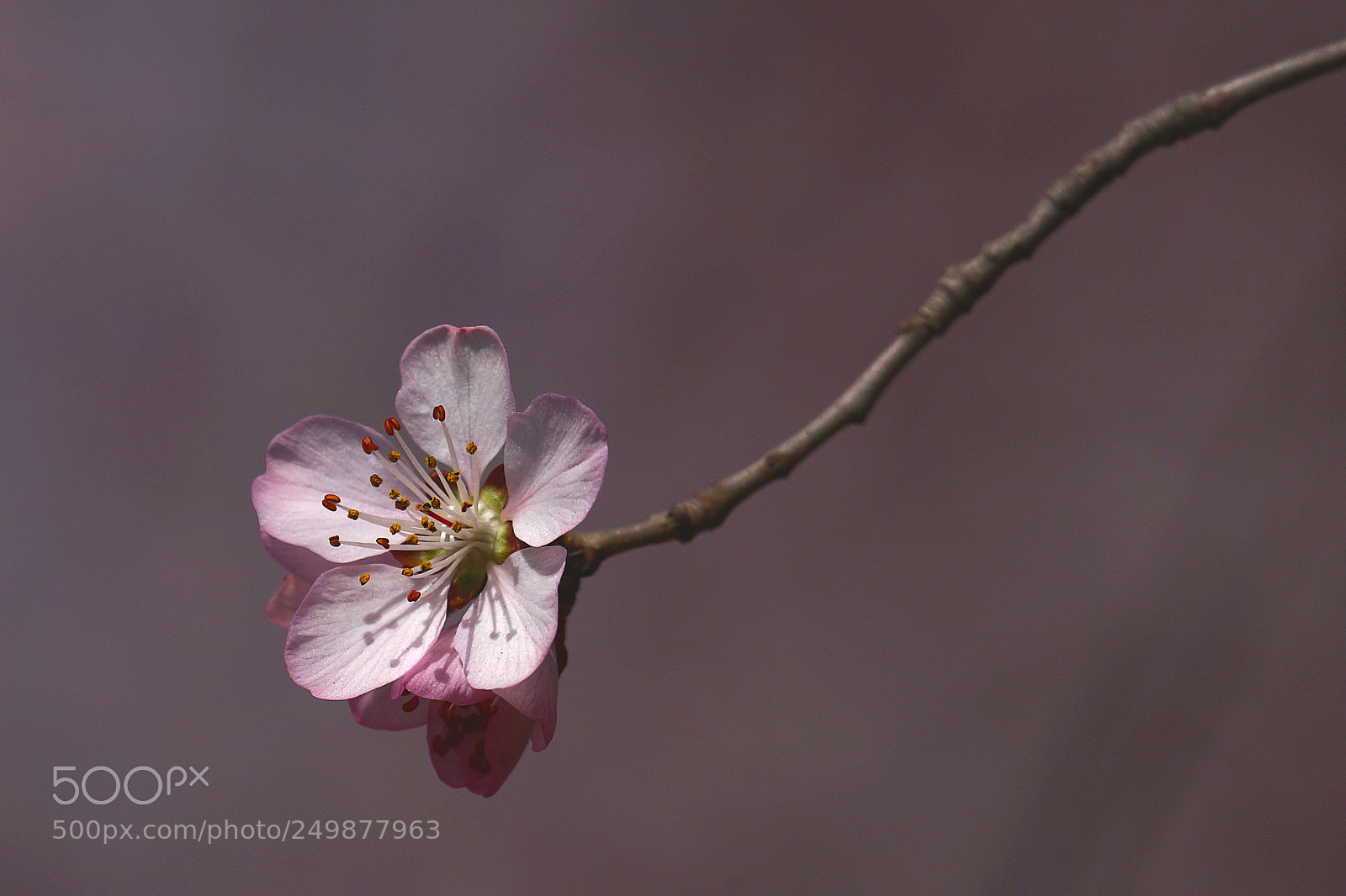 Sony a99 II sample photo. 山桃花 photography