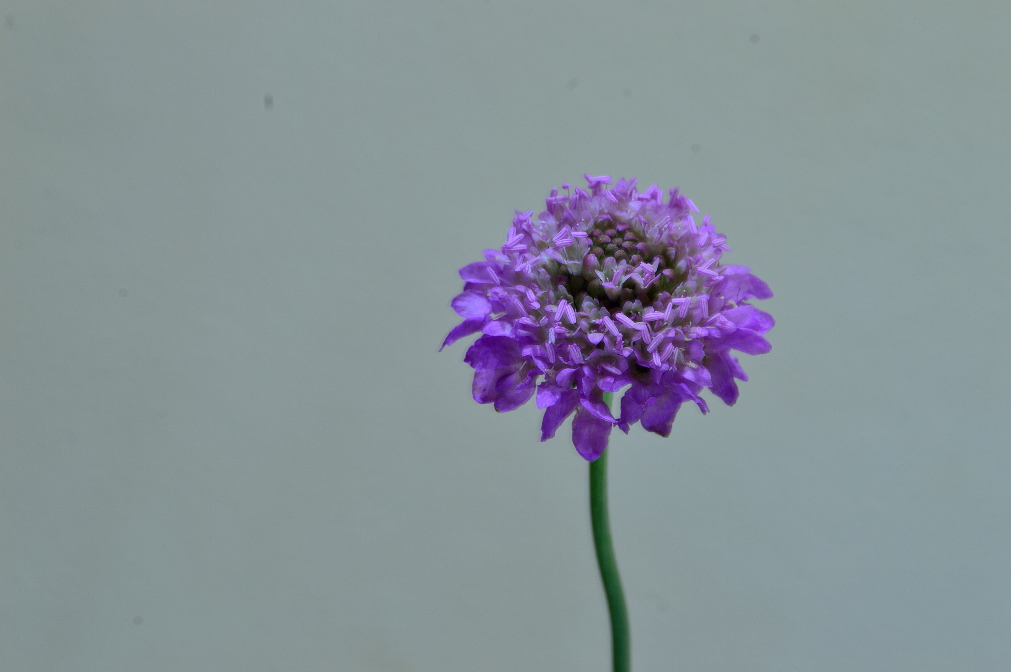 Nikon D3200 sample photo. Wildflower photography