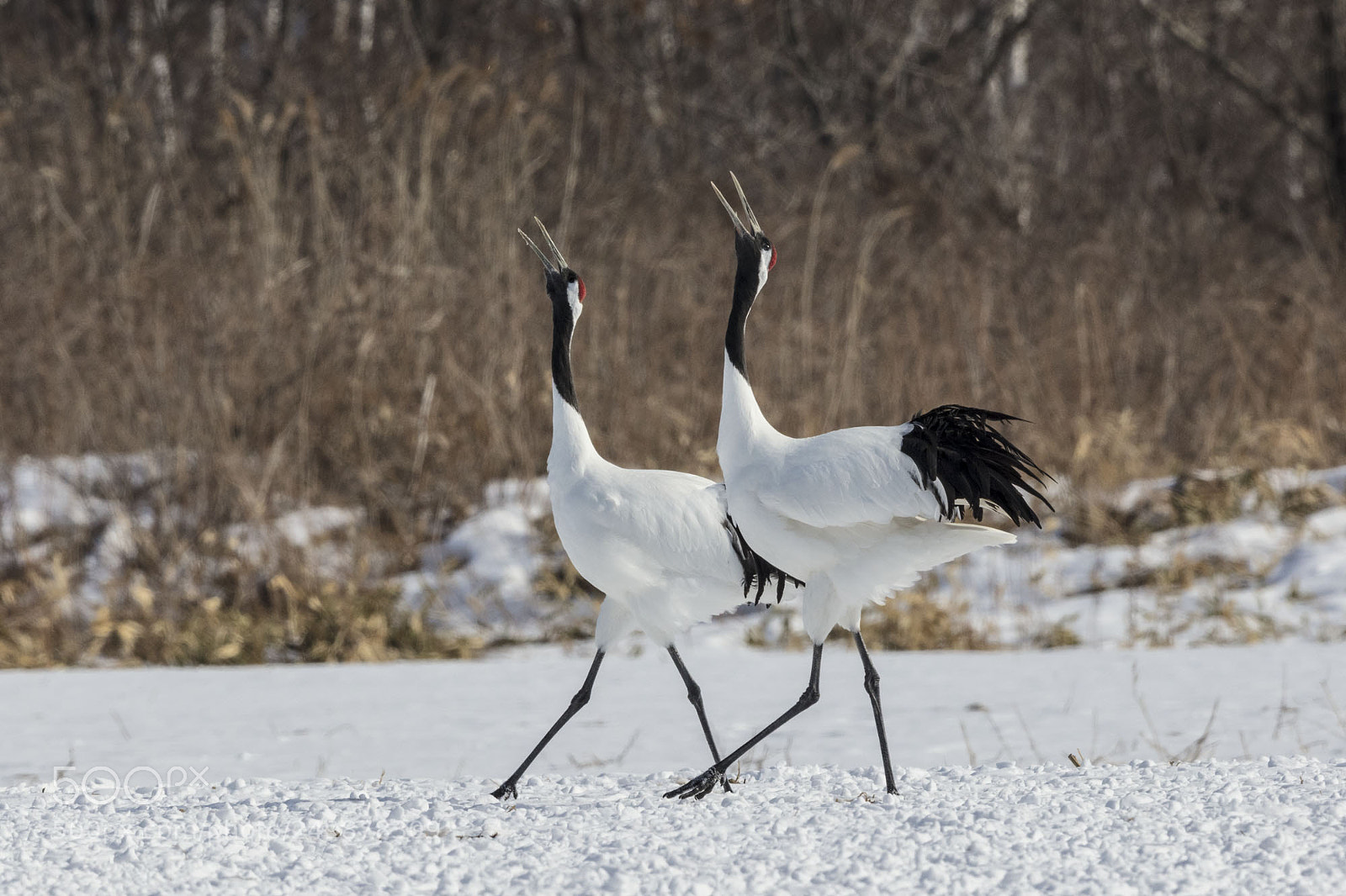 Canon EOS 5DS R sample photo. Red crowned cranes photography