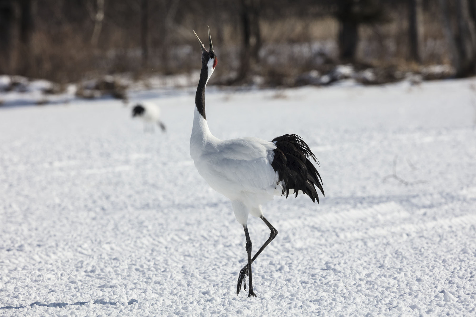 Canon EOS 5DS R sample photo. Red crowned cranes photography