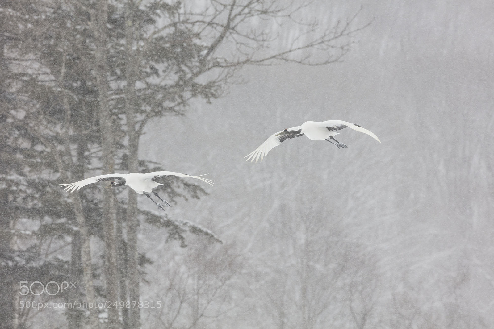 Canon EOS 5DS R sample photo. Red crowned cranes photography