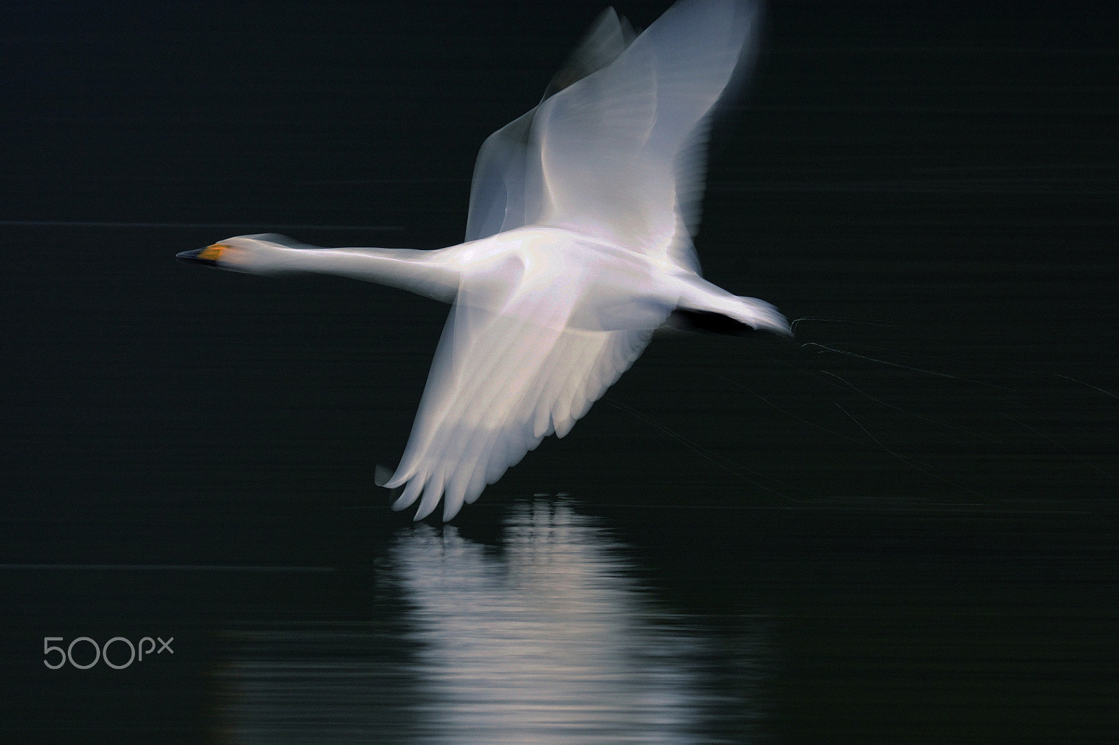 Sony 70-400mm F4-5.6 G SSM II sample photo. (see-through wings) photography