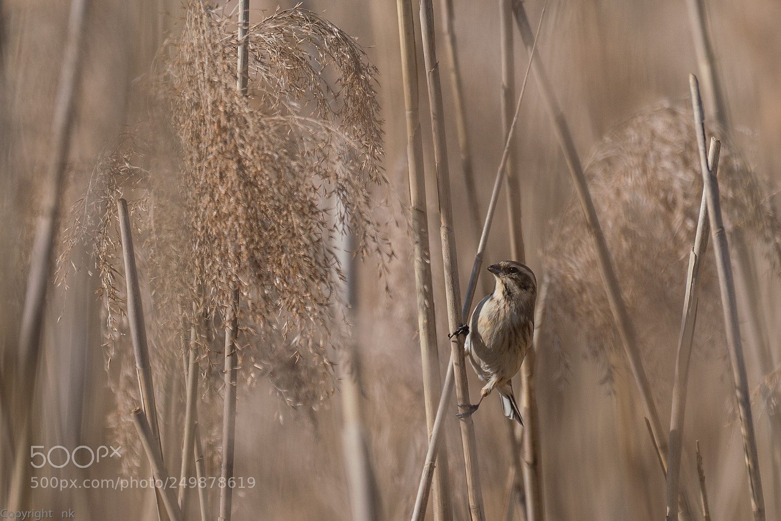 Sony a7R III sample photo. Common reed bunting photography