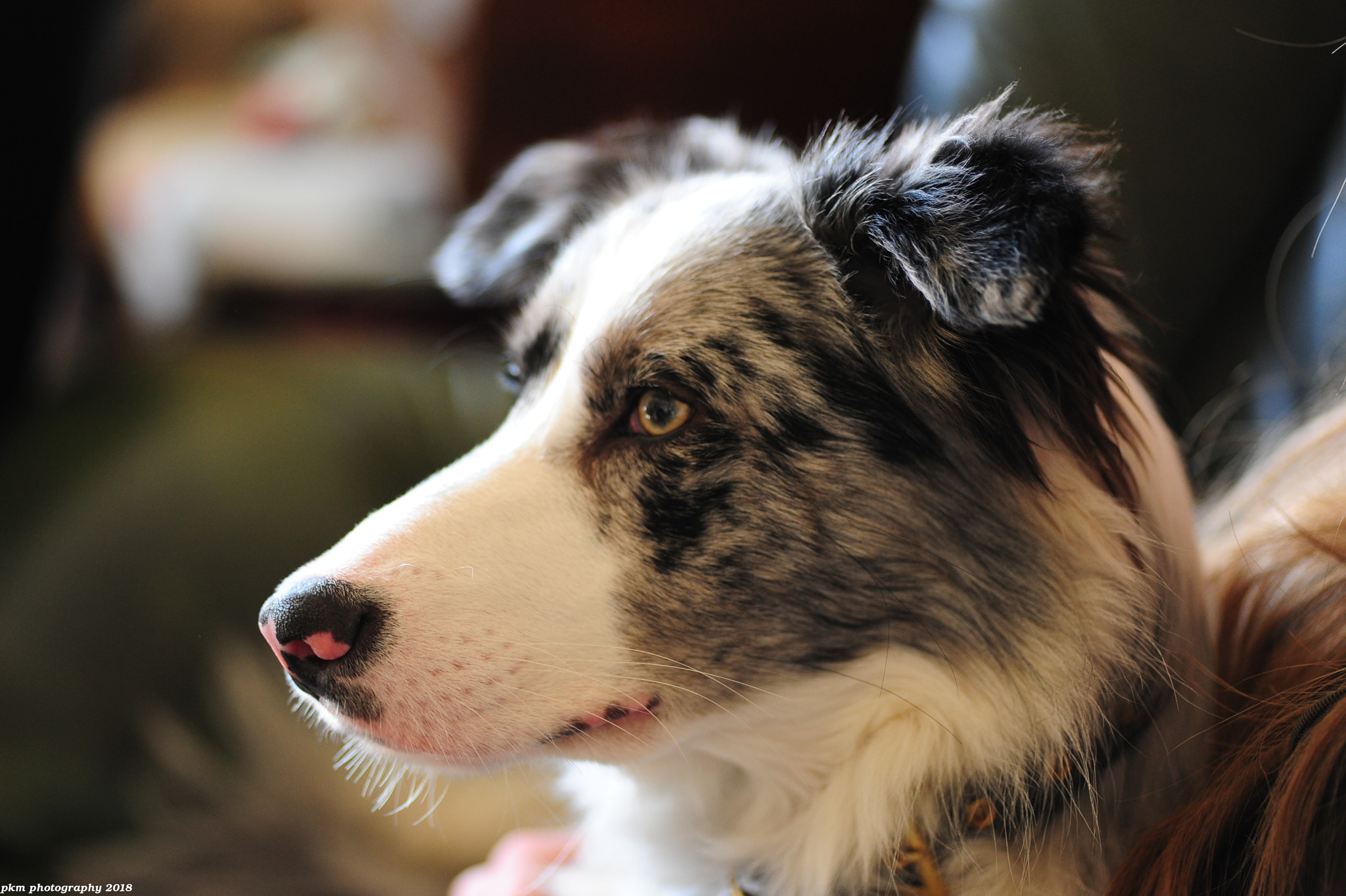 Nikon D700 sample photo. Angus photography