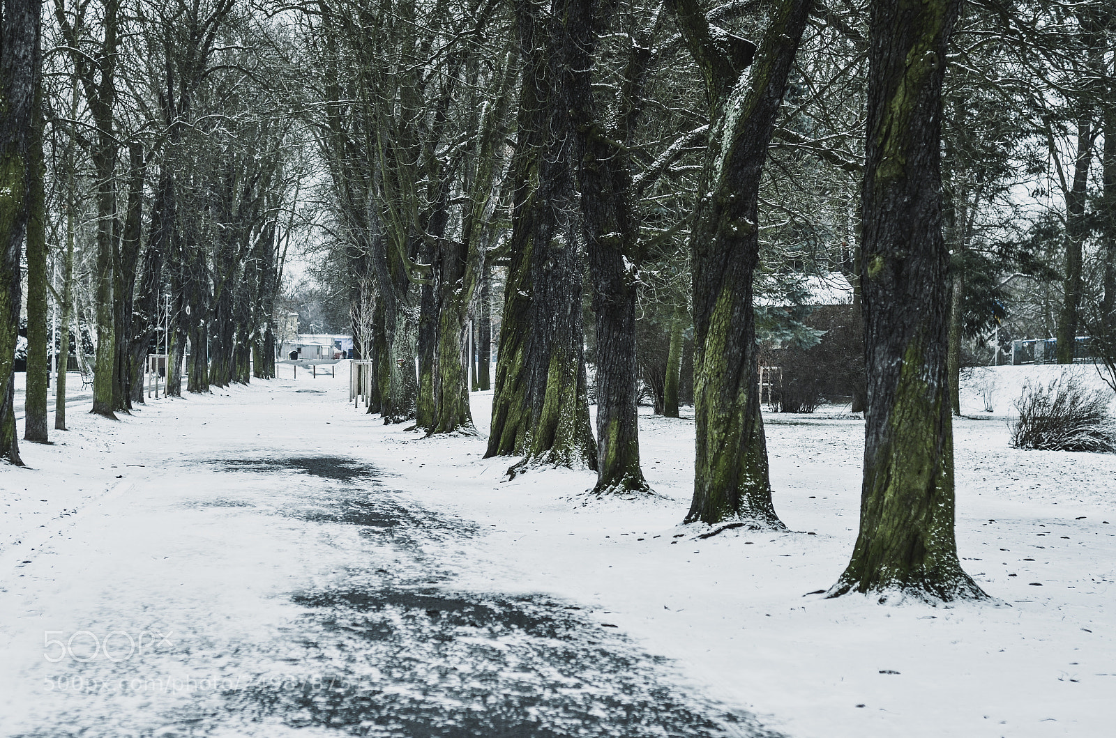 Nikon D7000 sample photo. Winter park photography
