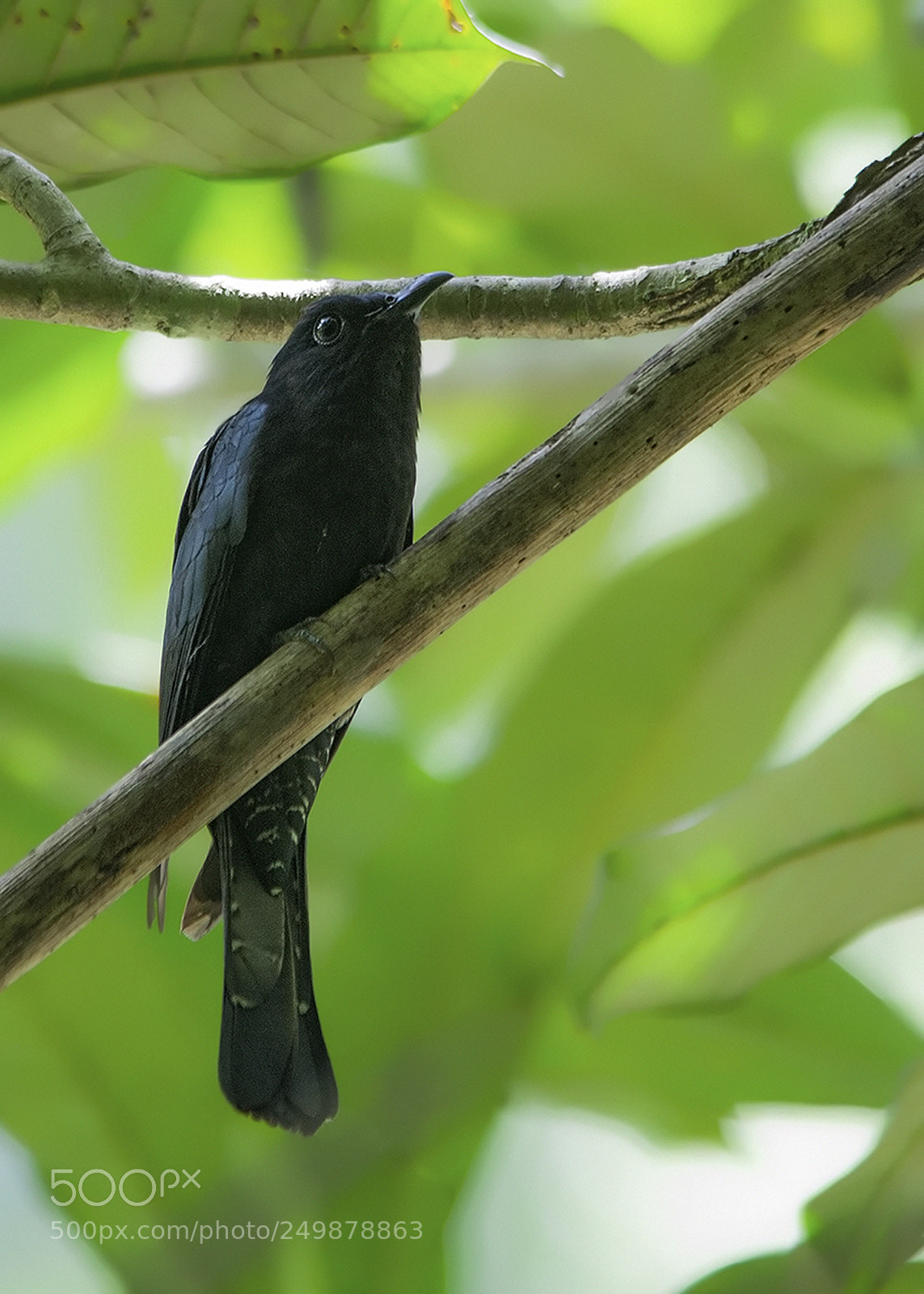 Nikon D3S sample photo. Drongo cuckoo photography