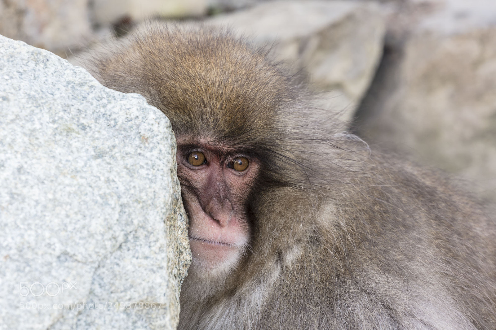 Canon EOS 5DS R sample photo. Japanese snow monkeys photography