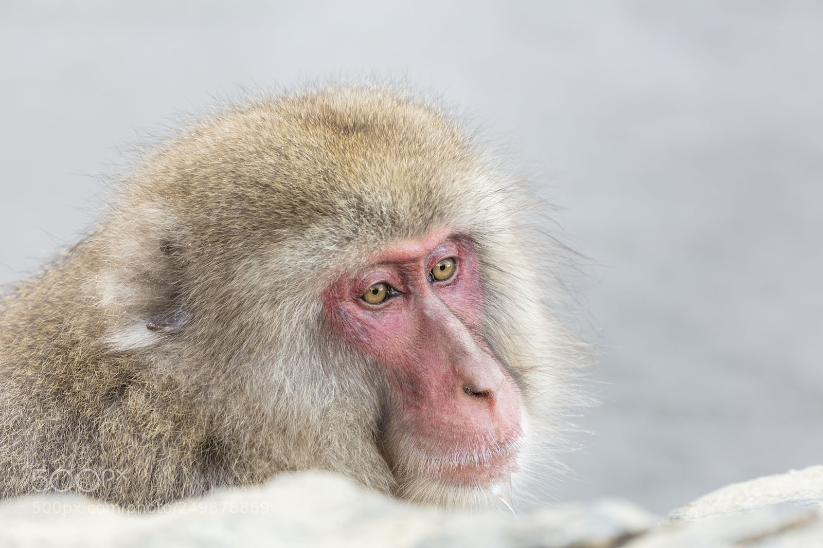 Canon EOS 5DS R sample photo. Japanese snow monkeys photography