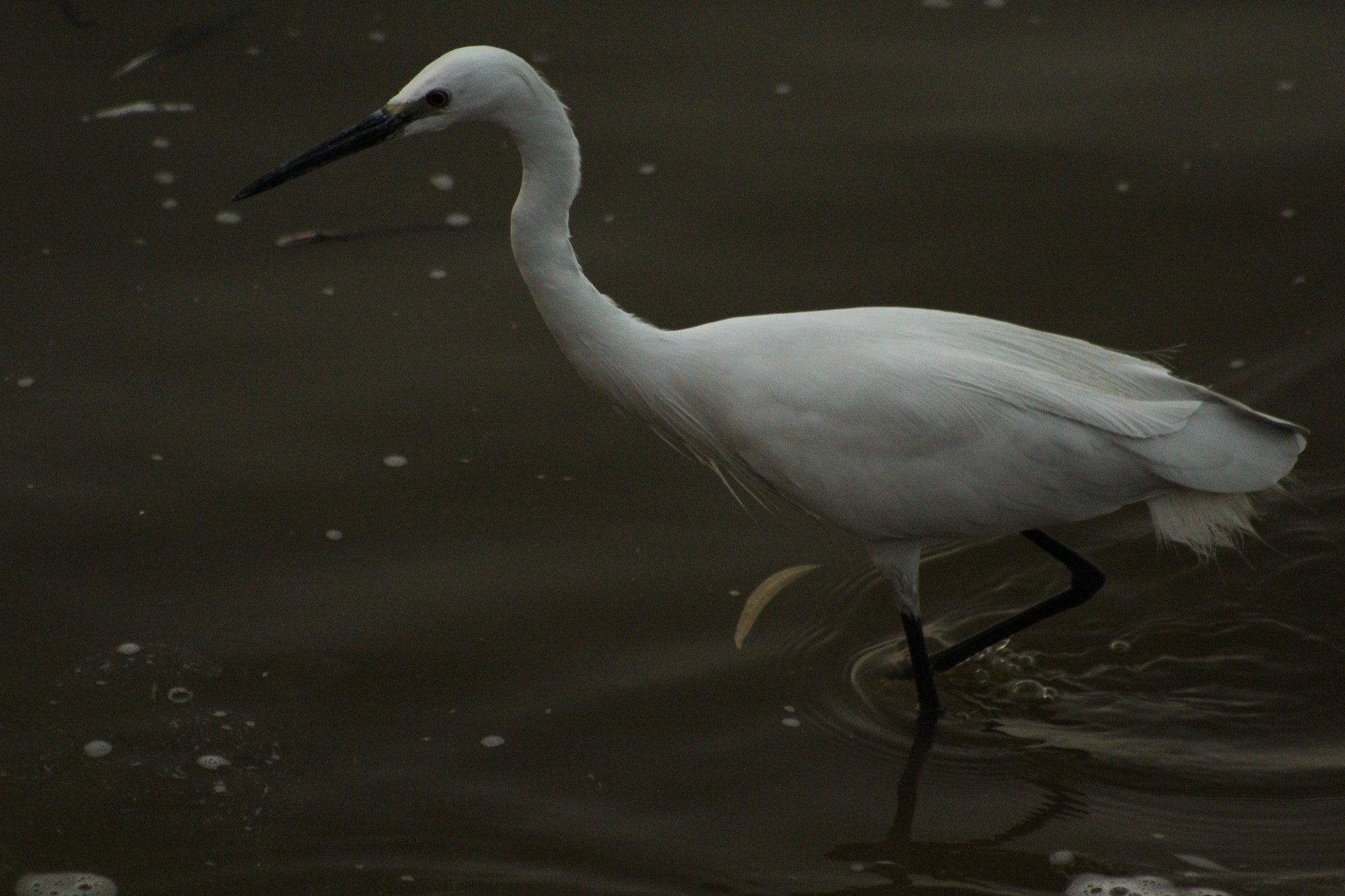 Canon EF 75-300mm f/4-5.6 sample photo. Bird hunting fish night view photography