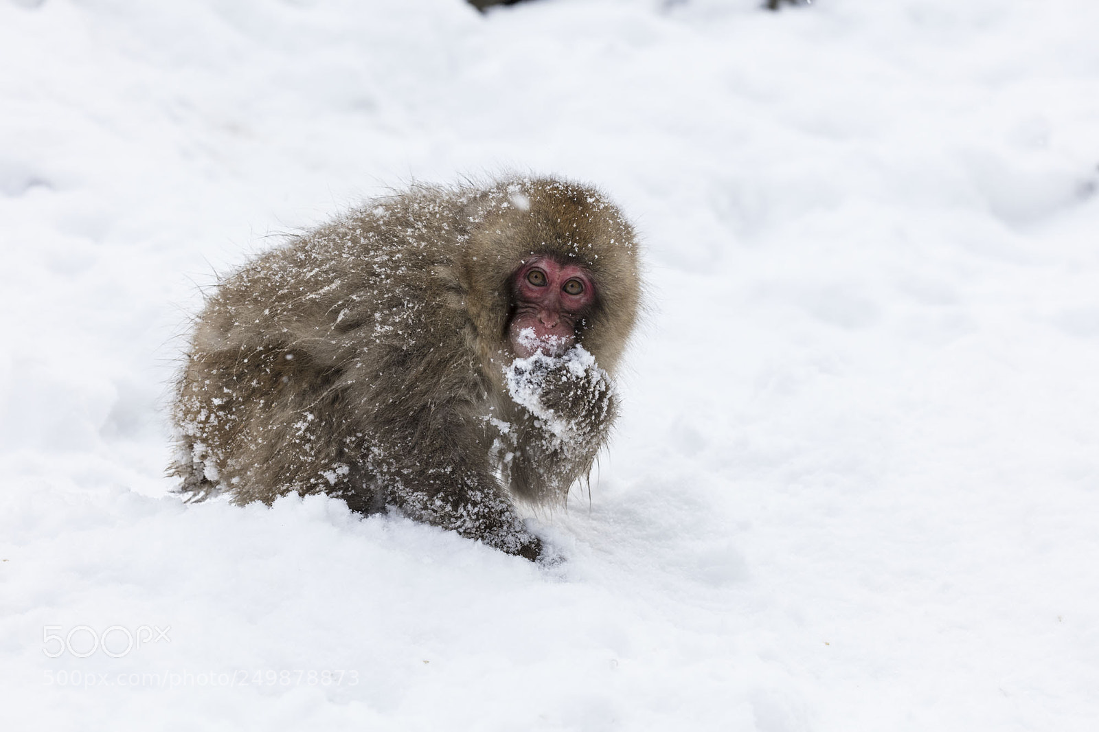 Canon EOS 5DS R sample photo. Japanese snow monkeys photography