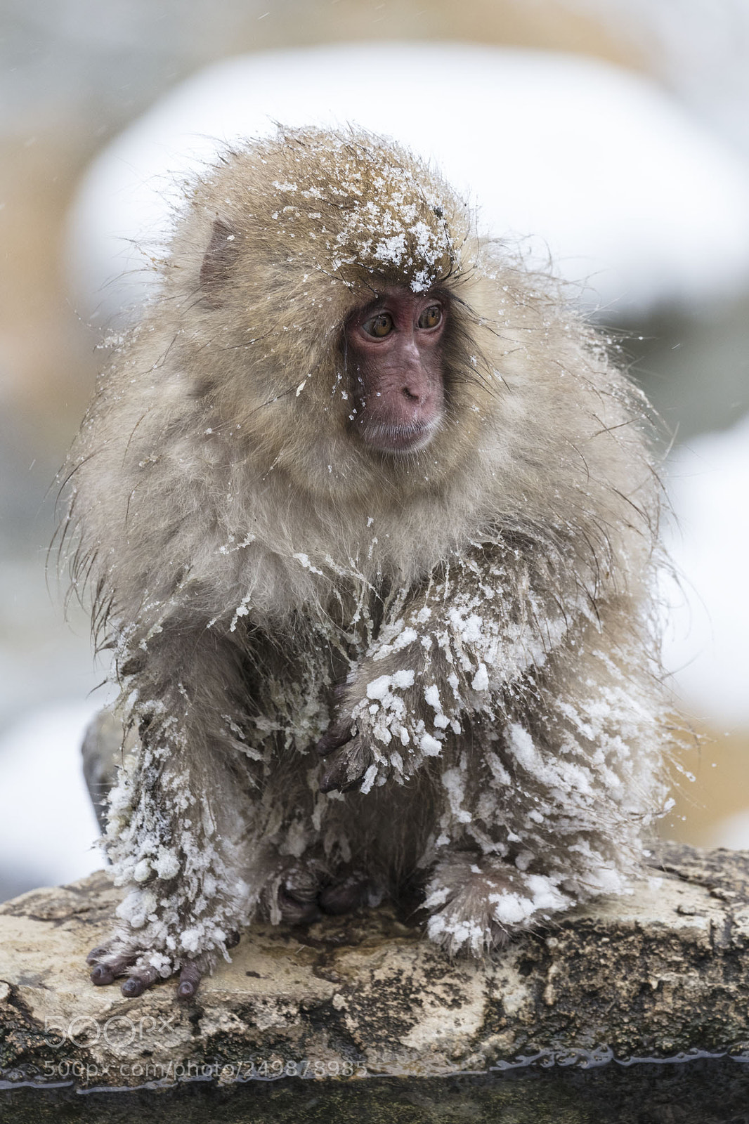 Canon EOS 5DS R sample photo. Japanese snow monkeys photography