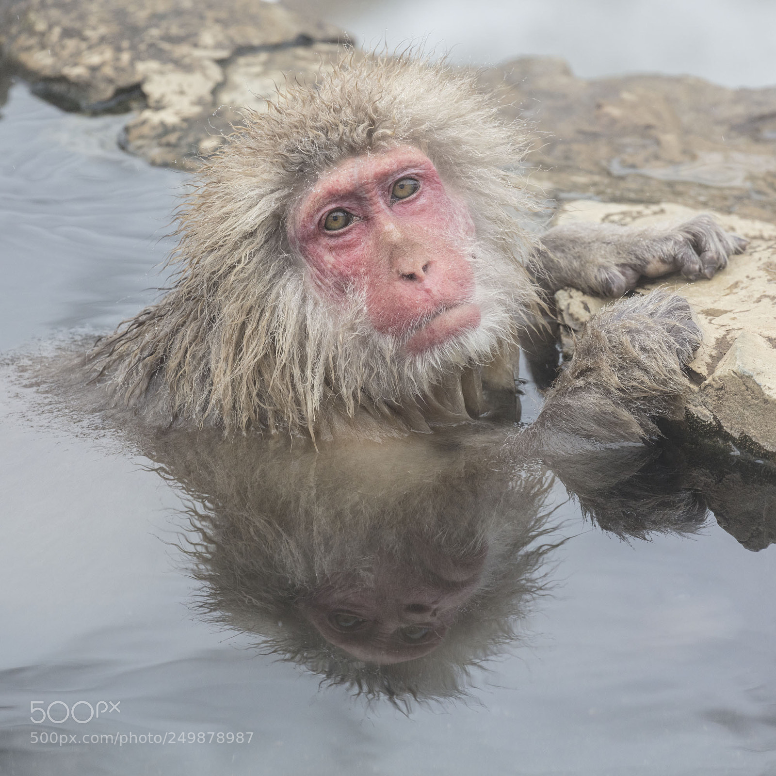 Canon EOS 5DS R sample photo. Japanese snow monkeys photography