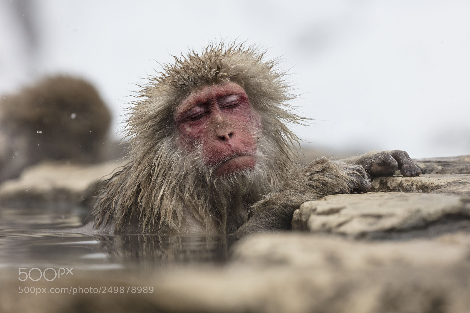 Canon EOS 5DS R sample photo. Japanese snow monkeys photography