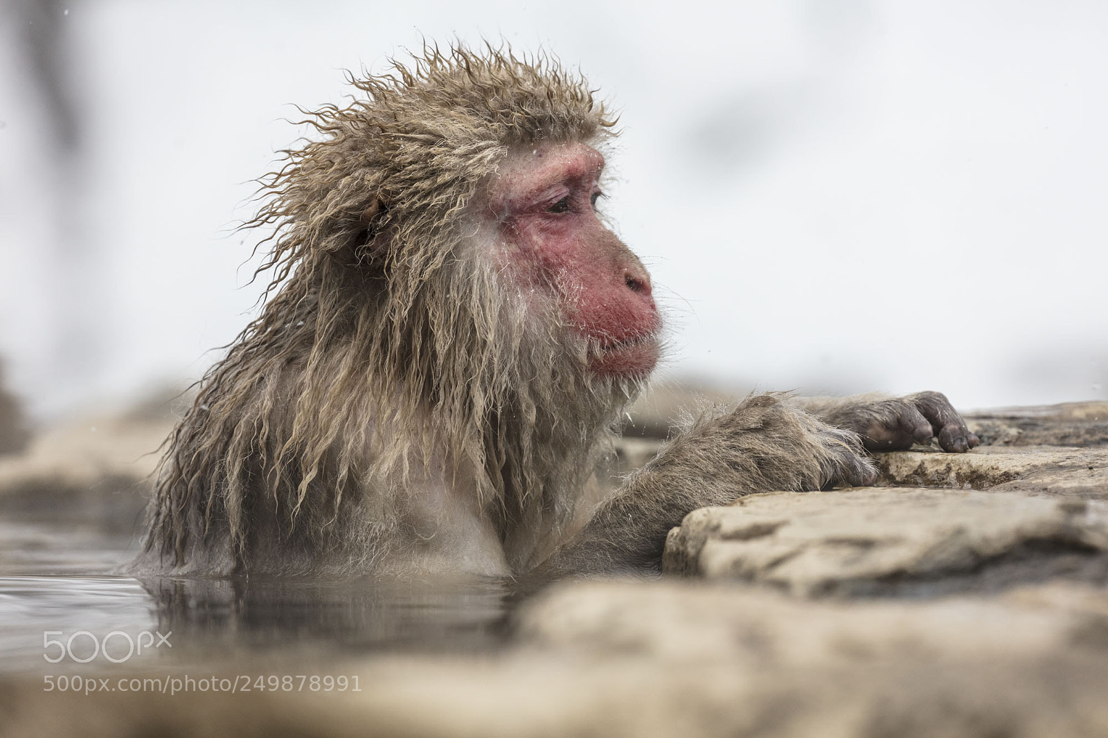 Canon EOS 5DS R sample photo. Japanese snow monkeys photography